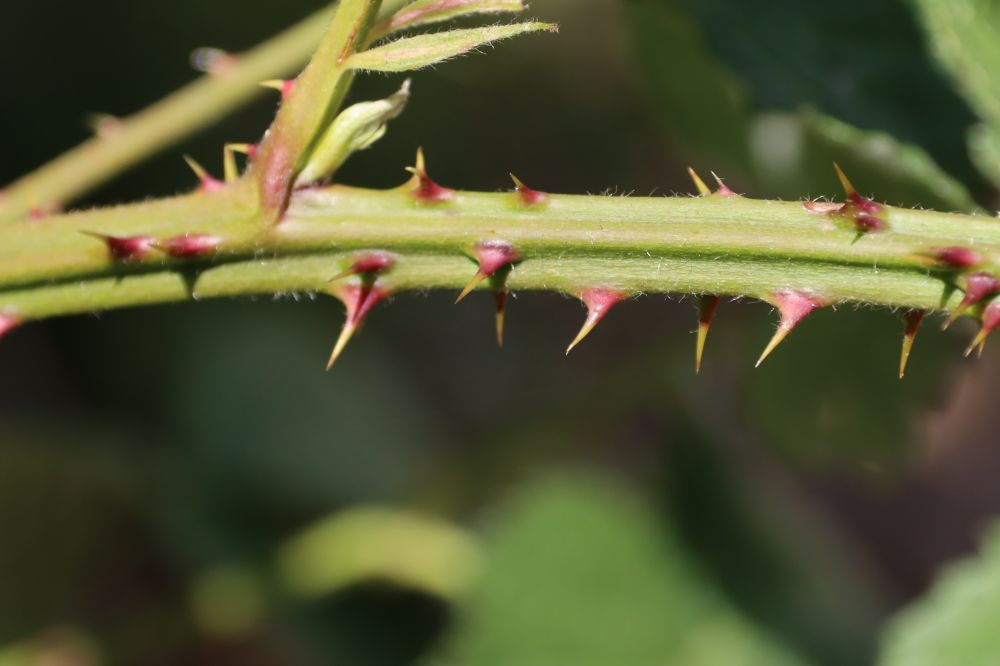 Rubus armeniacus Focke, 1874
